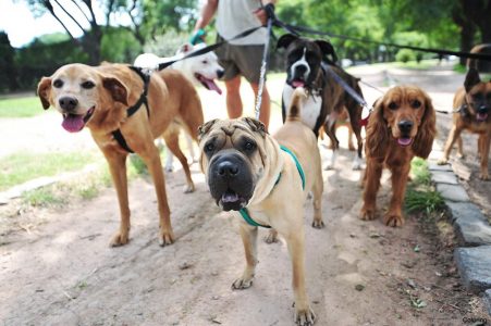 Köpek Gezdirme Girişimi, SoftBank’tan 300 Milyon Dolar Yatırım Aldı