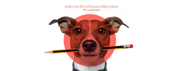 Türkiye’nin İlk Evcil Hayvan Ajansı: thepetagency